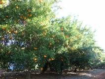 Citrus Picking in Wemen