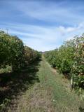 Apple Picking - Our 1st job - Killarney Farm - Nashdale